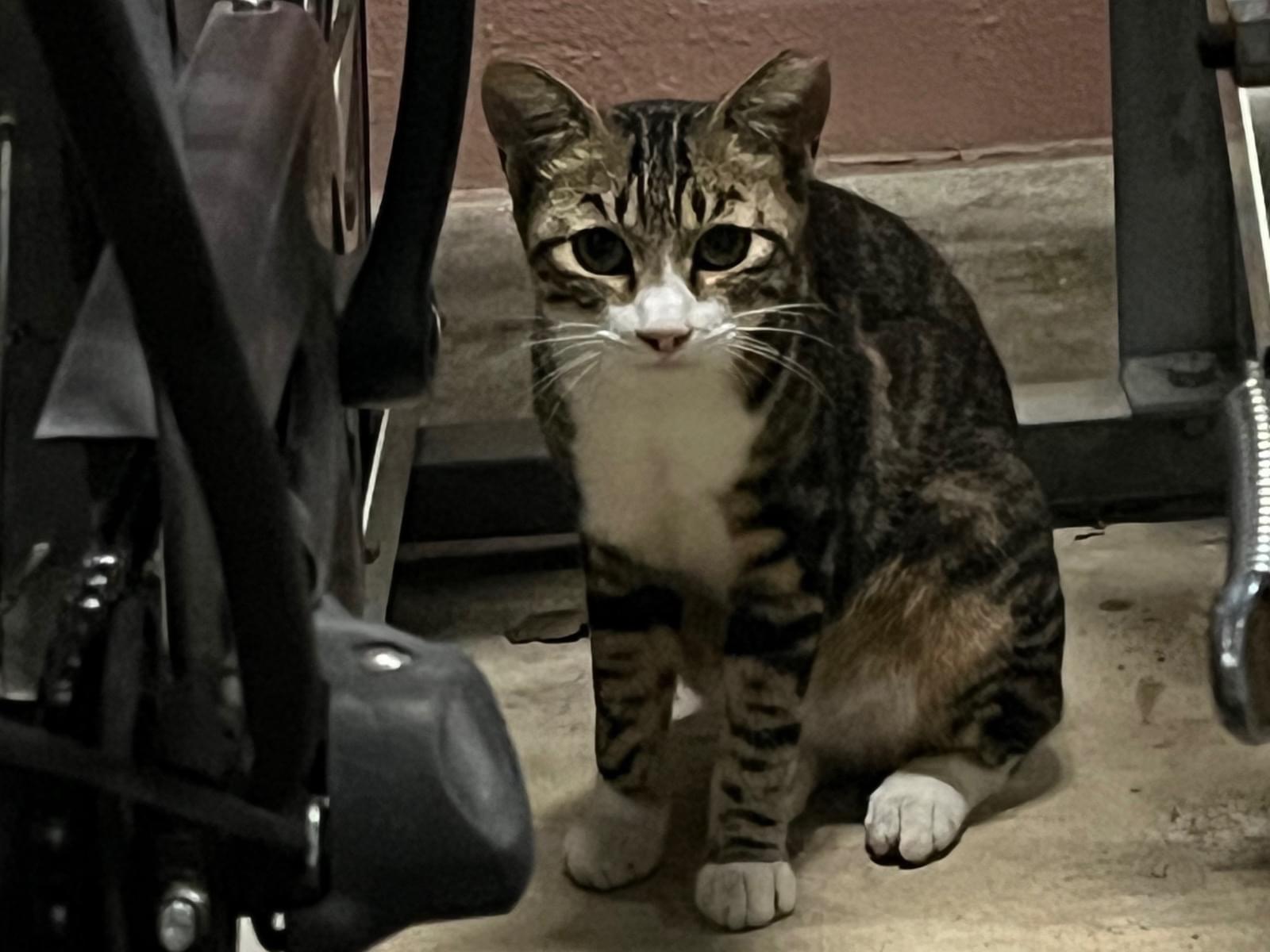 目撃された猫 目撃された猫