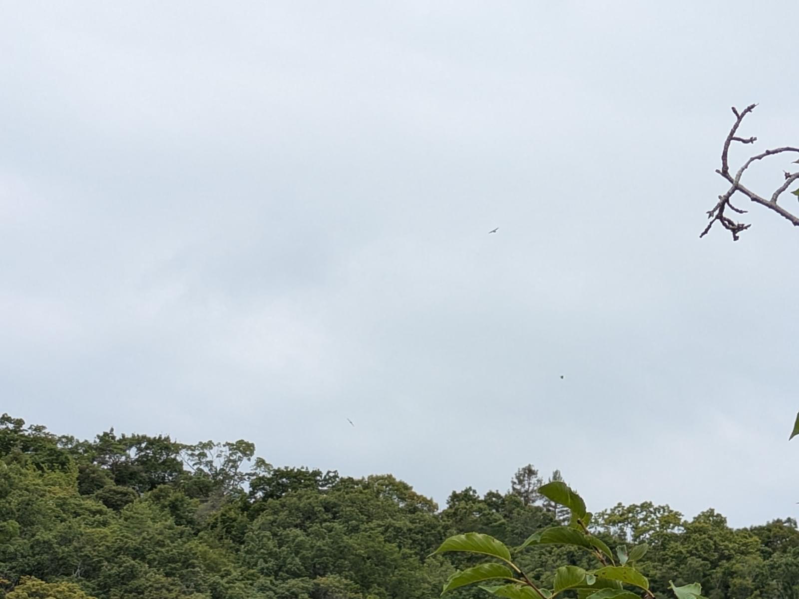 目撃された鳥
