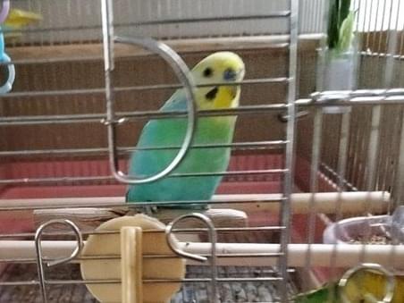 ソラちゃん ソラちゃん