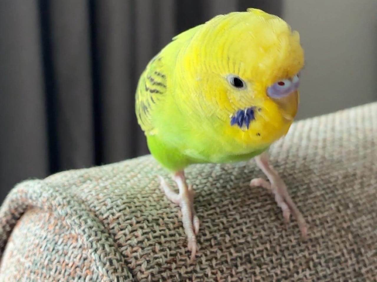 ポンちゃん ポンちゃん