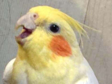 ぴーちゃん ぴーちゃん