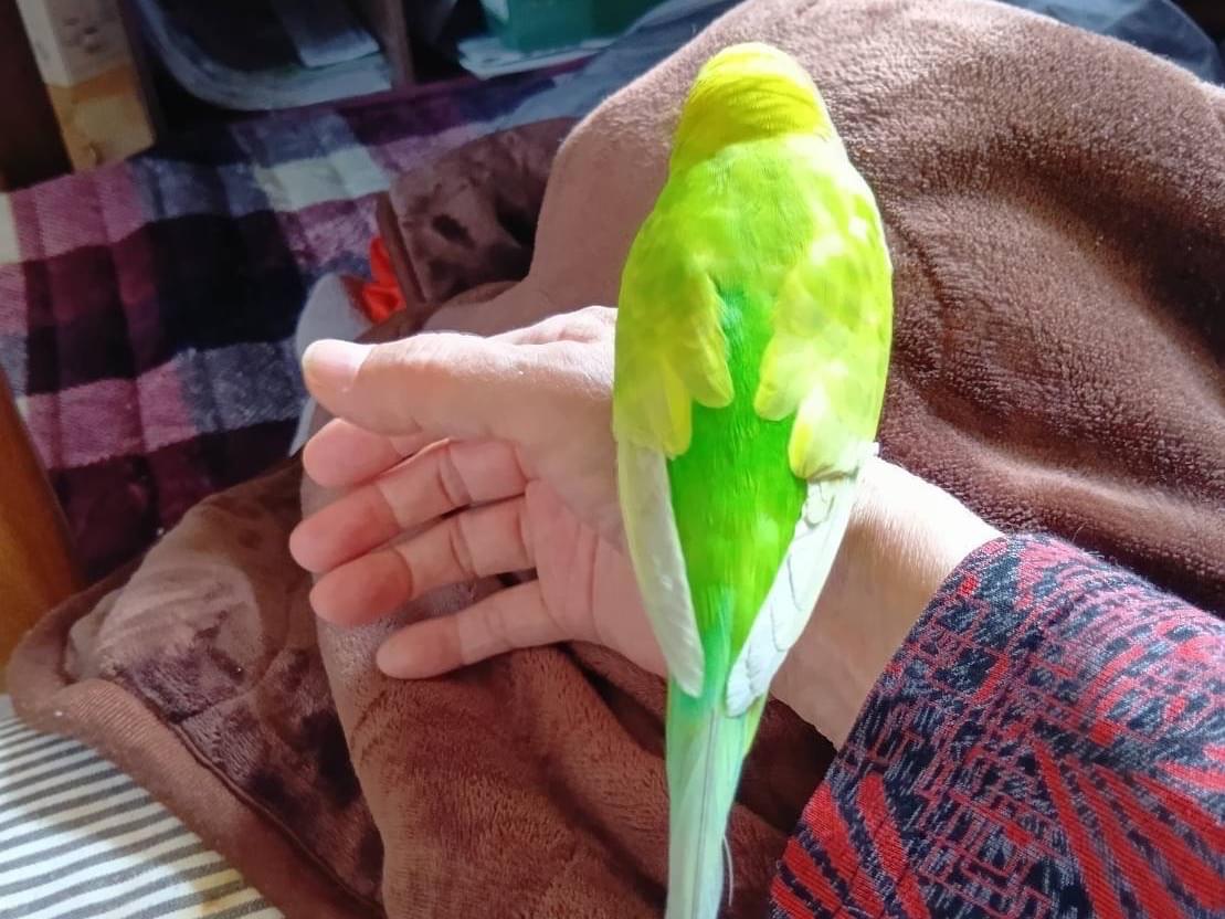 リリちゃん