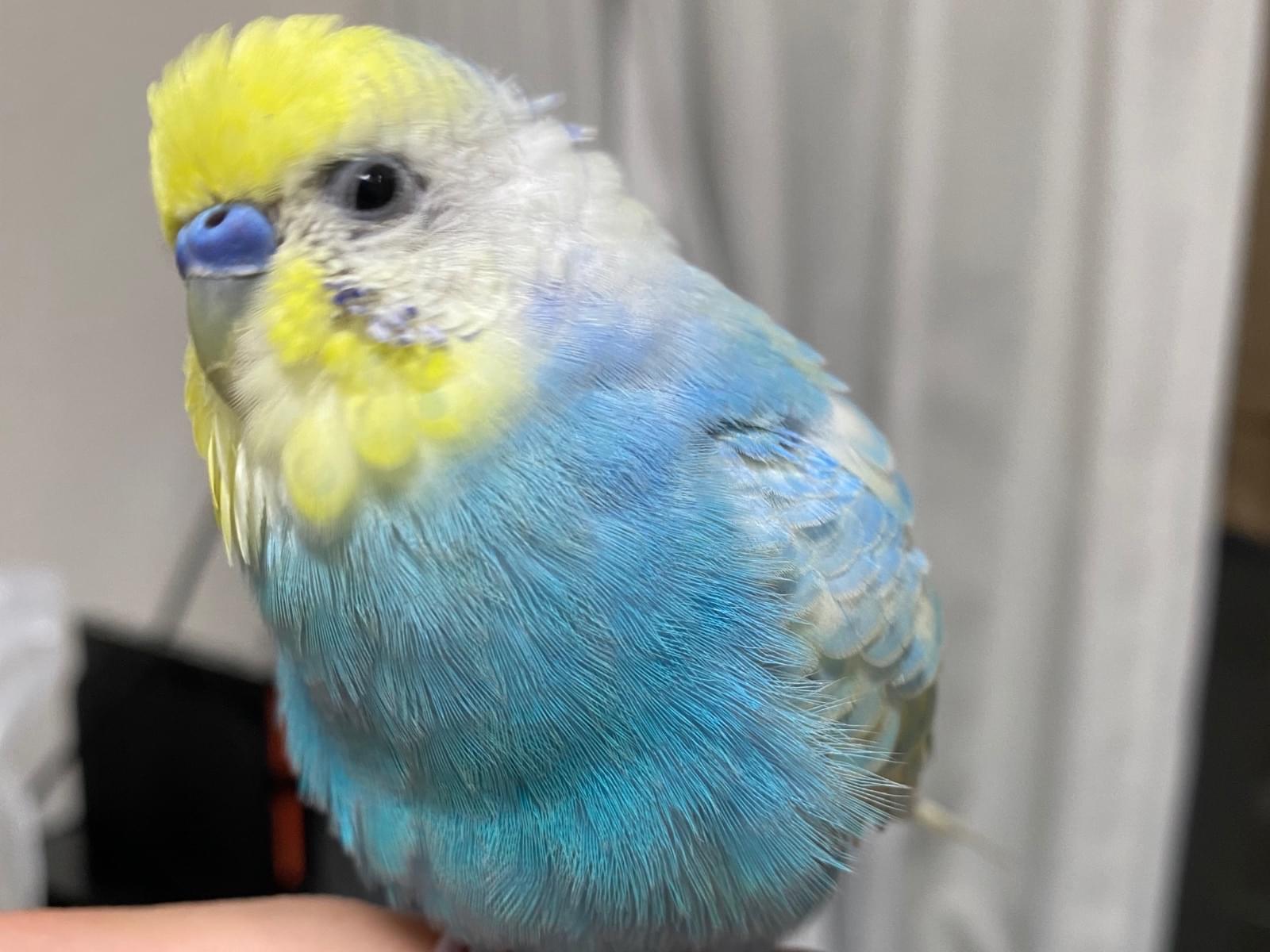 ポカリちゃん ポカリちゃん