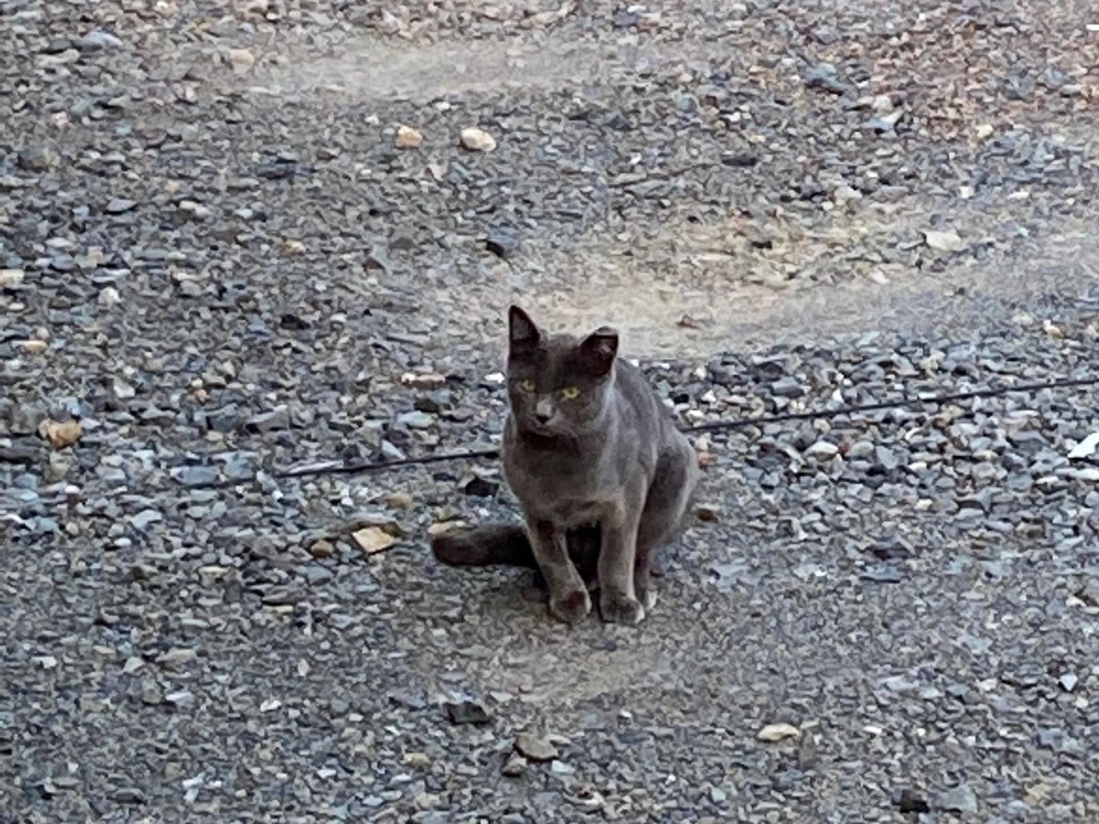 保護された猫 保護された猫