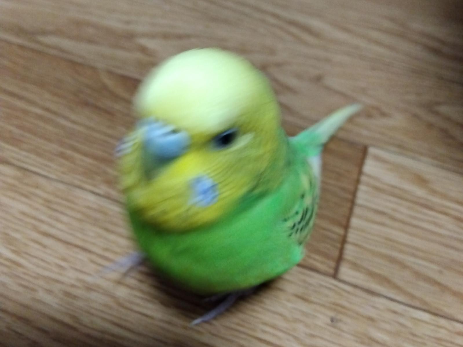 ピーちゃん ピーちゃん