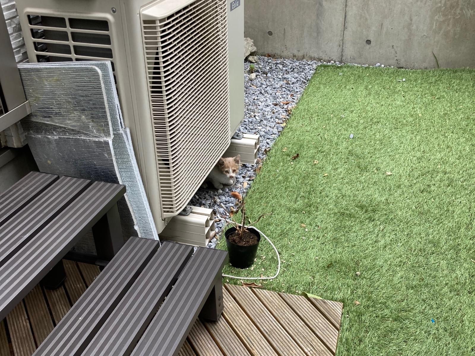 目撃された猫 目撃された猫