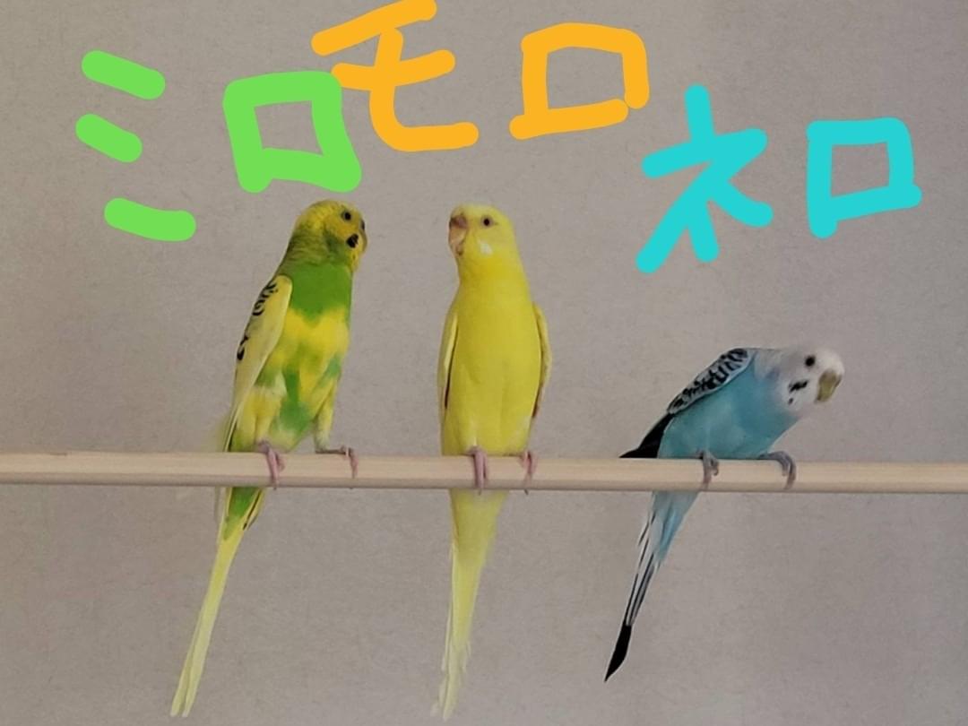 迷子になった鳥 迷子になった鳥