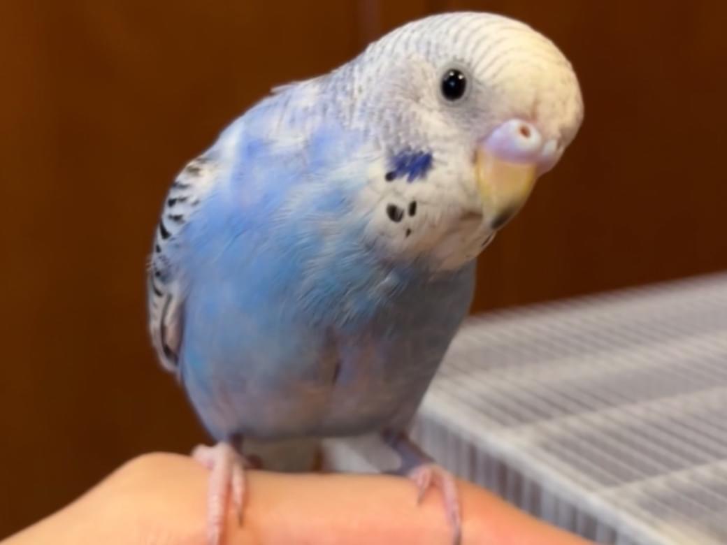 ラムネちゃん ラムネちゃん