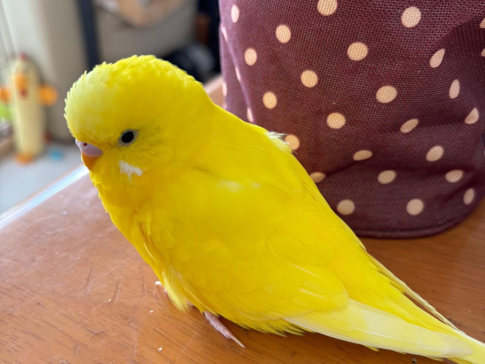 レモンちゃん レモンちゃん