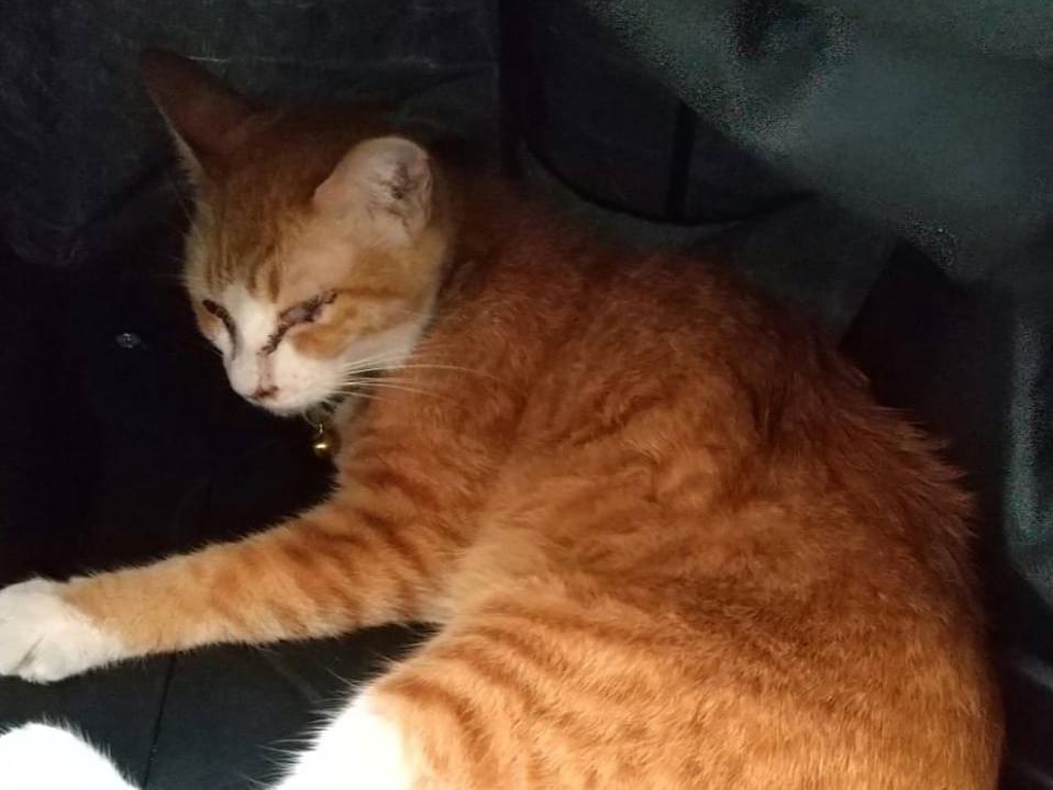 目撃された猫 目撃された猫
