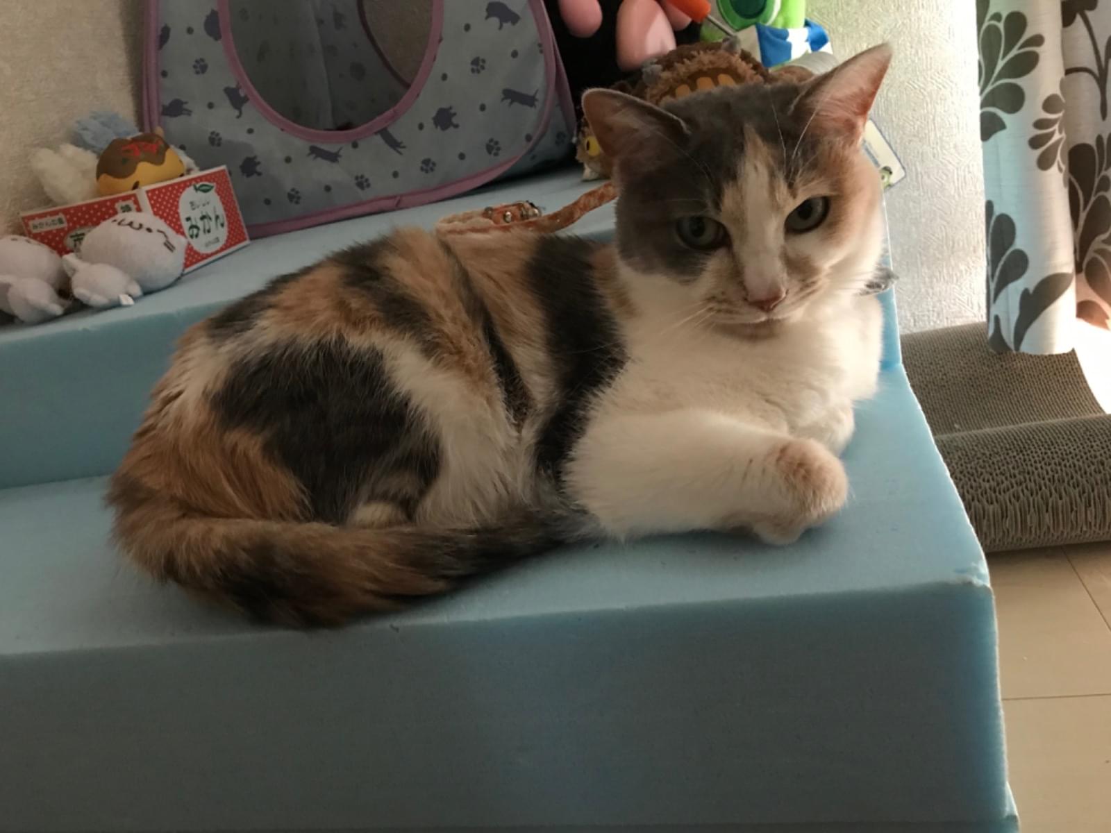 くるみちゃん くるみちゃん