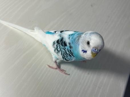 みるくちゃん