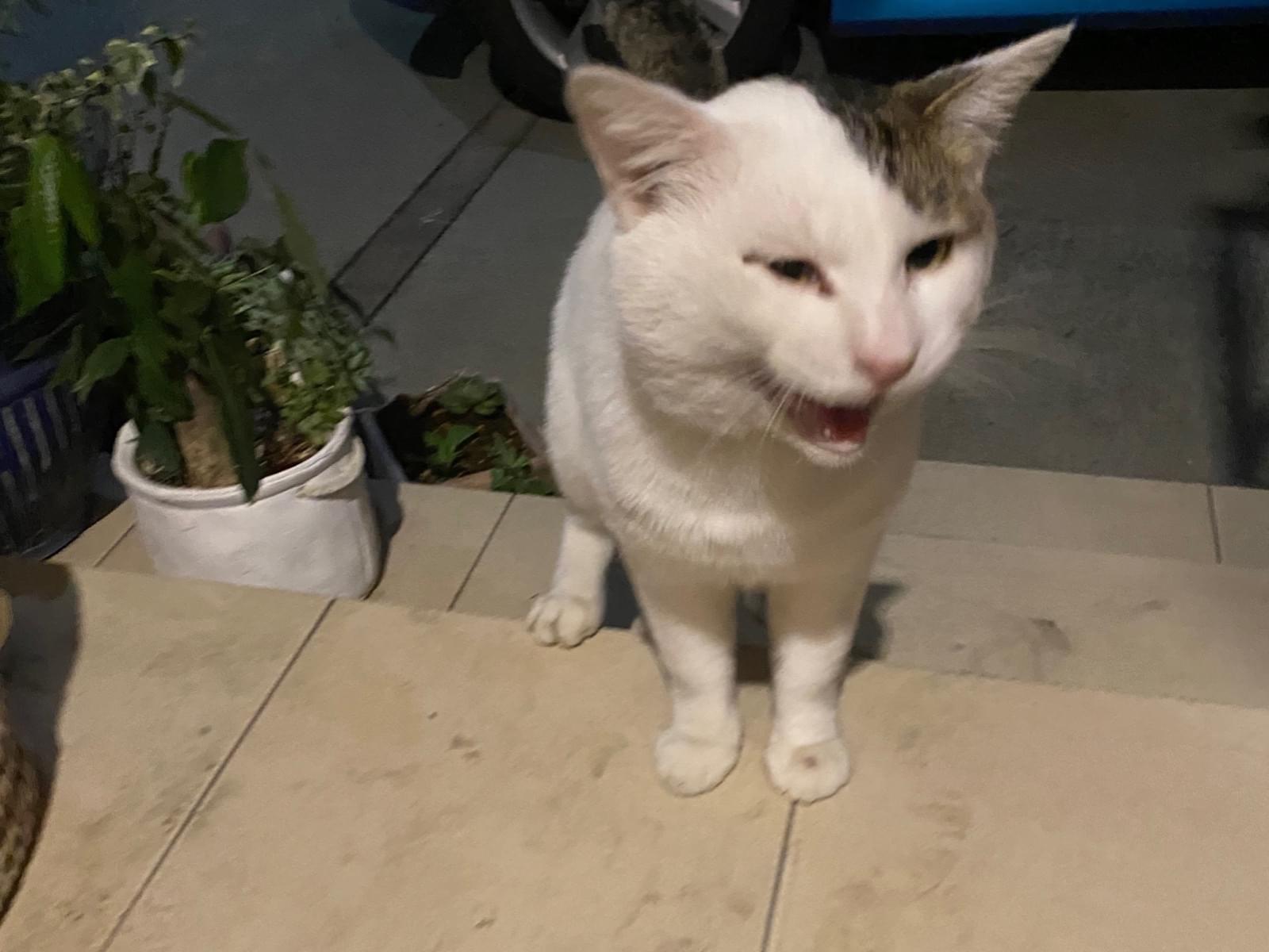 保護された猫 保護された猫