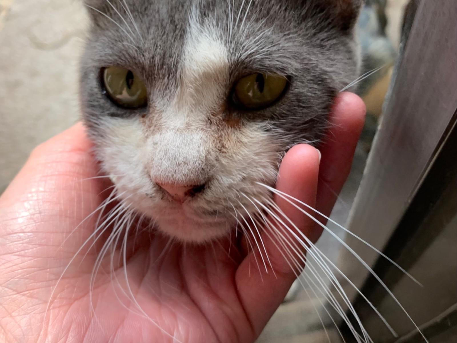 保護された猫 保護された猫