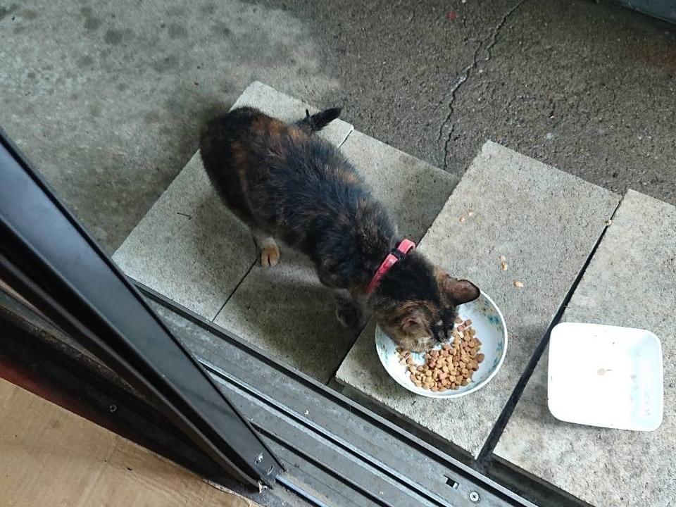 目撃された猫 目撃された猫