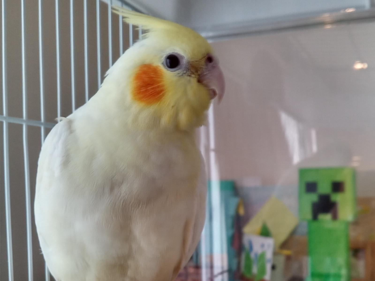 サブローちゃん サブローちゃん