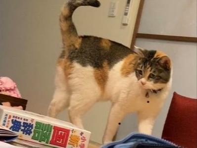 クルミちゃん クルミちゃん
