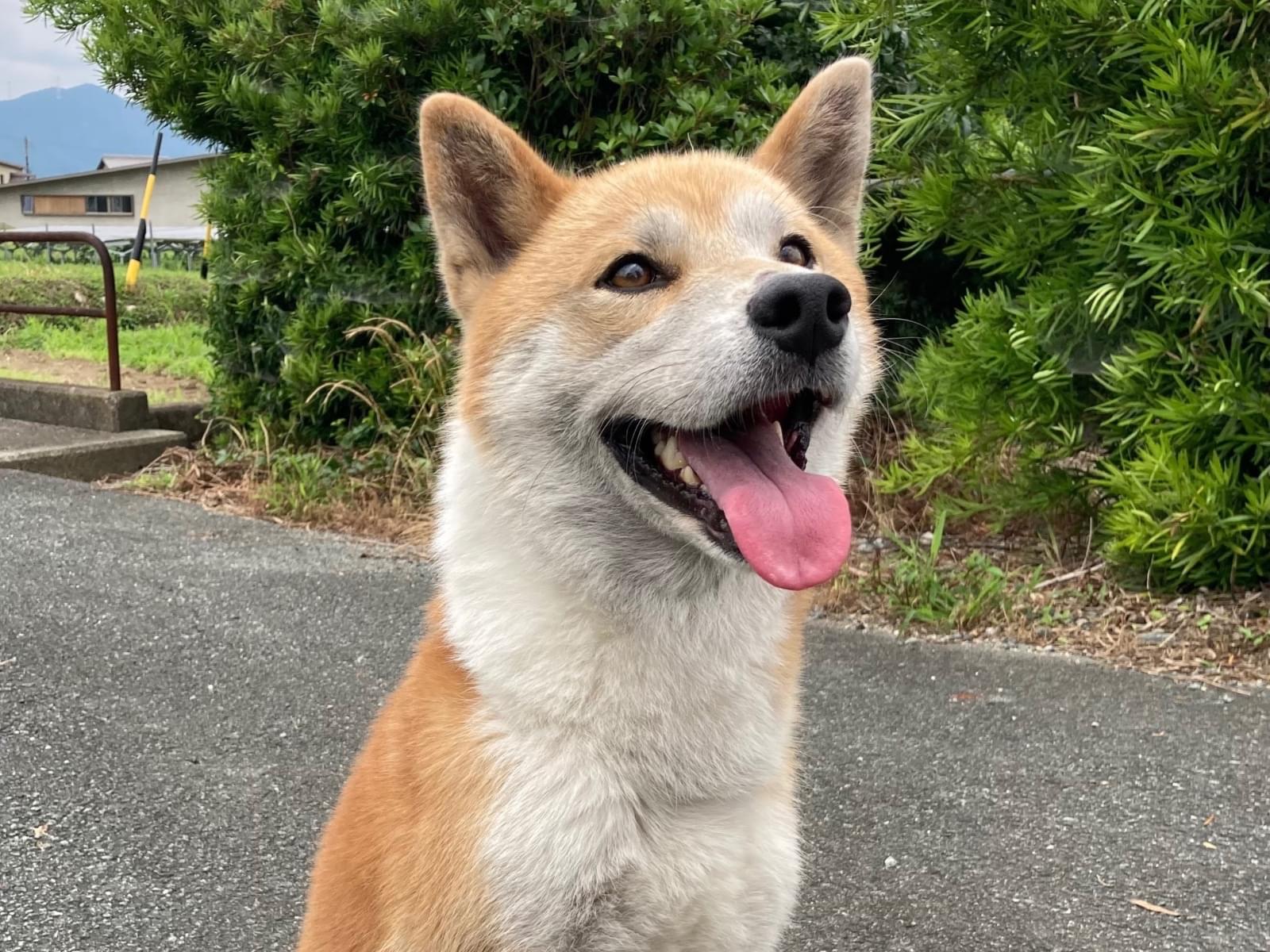 保護された犬