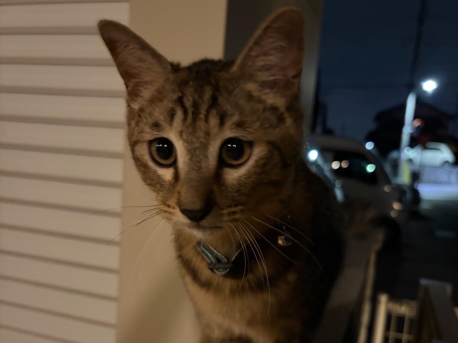 目撃された猫 目撃された猫