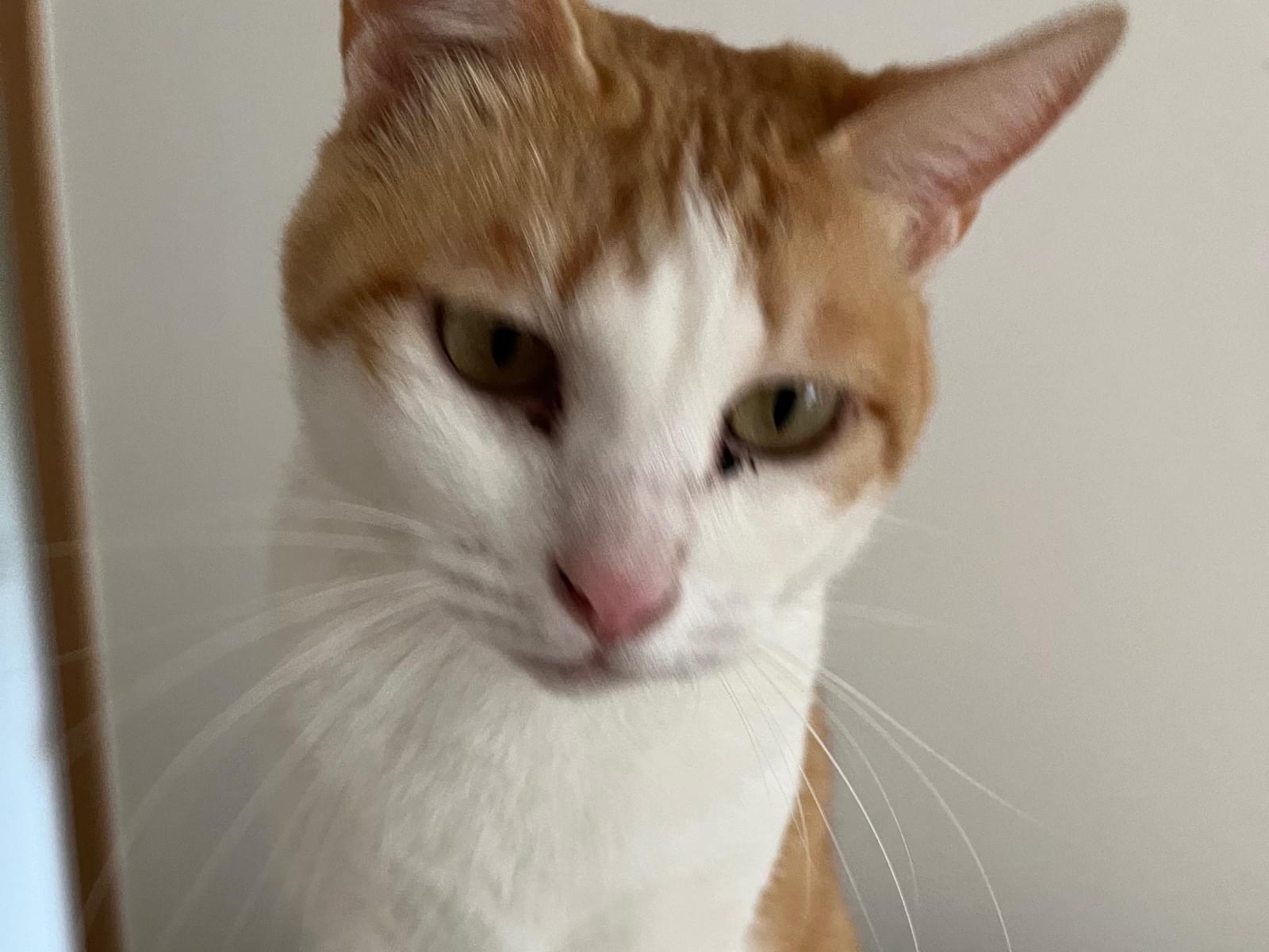 きなこちゃん きなこちゃん