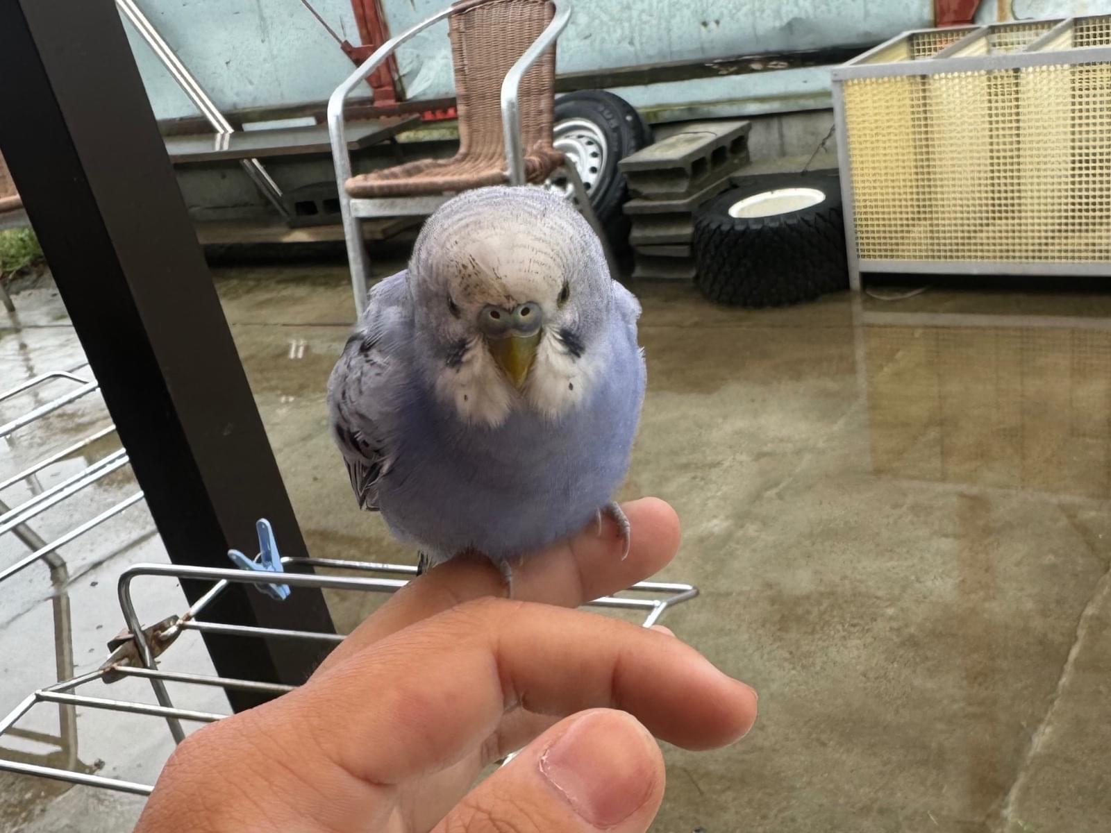 目撃された鳥 目撃された鳥