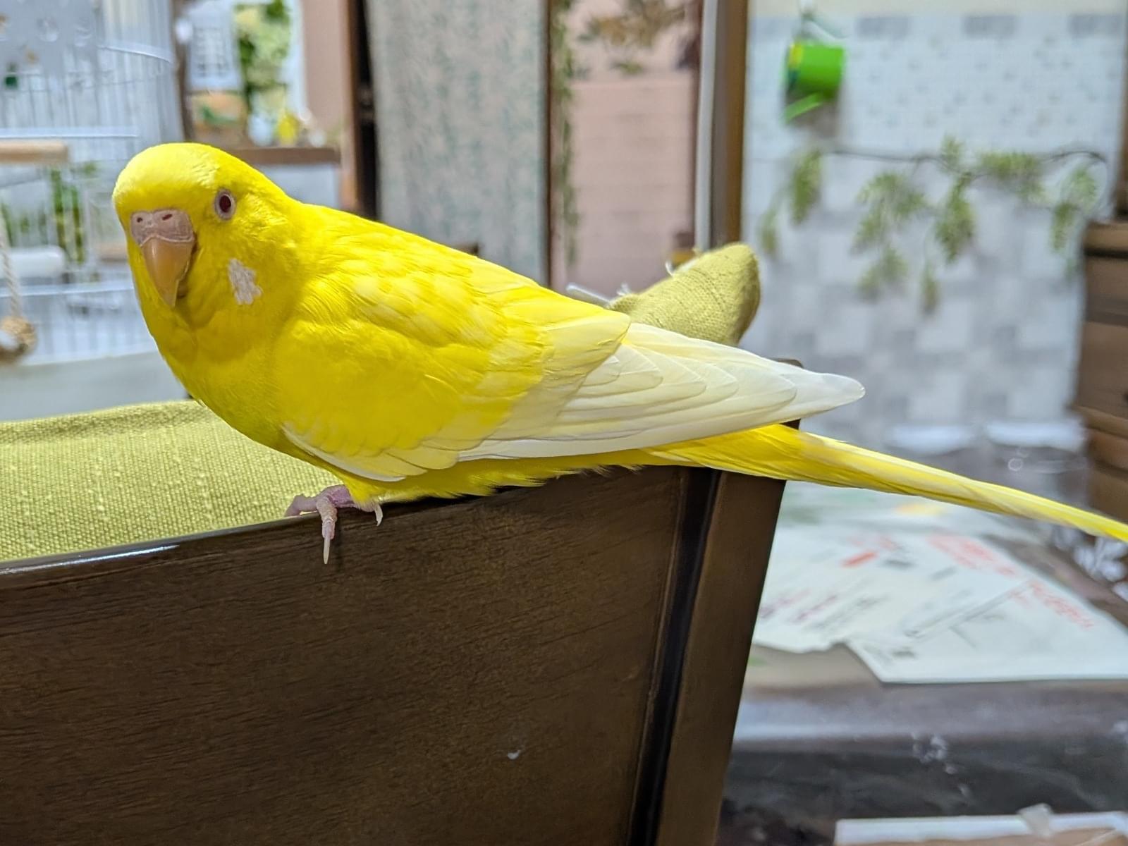 ぴーちゃん ぴーちゃん