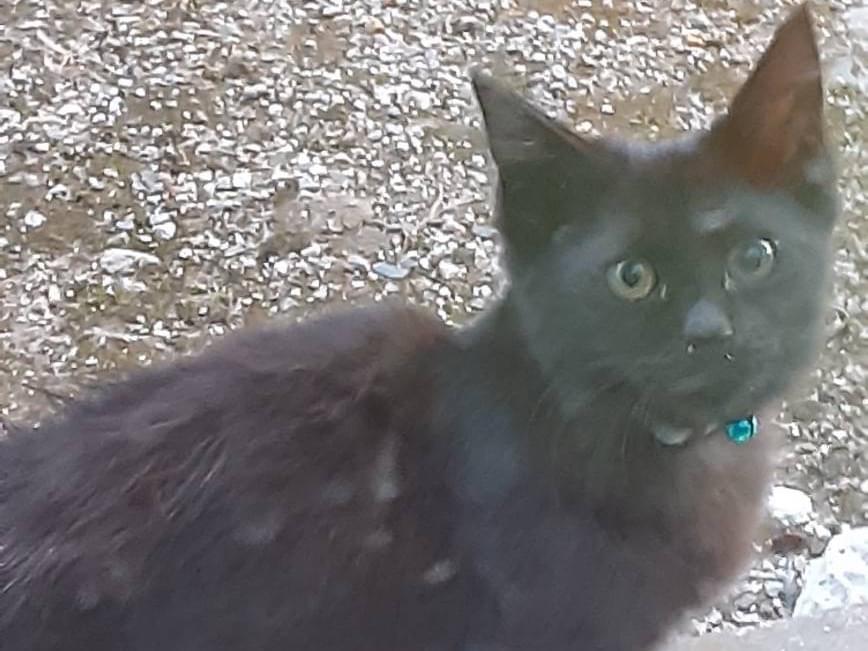 目撃された猫 目撃された猫