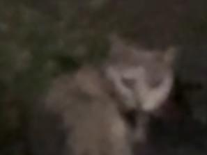 目撃された猫 目撃された猫