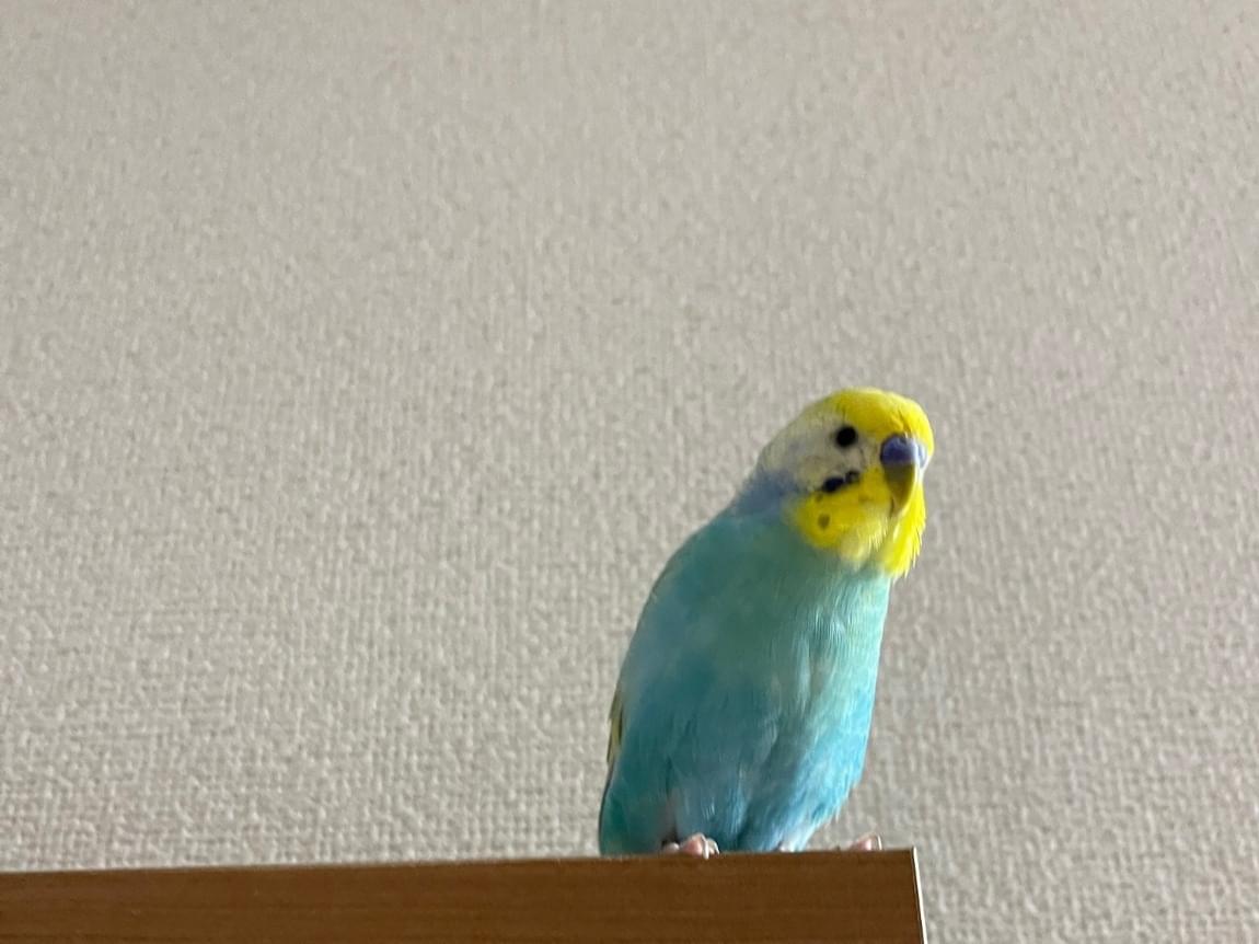 あおちゃん あおちゃん