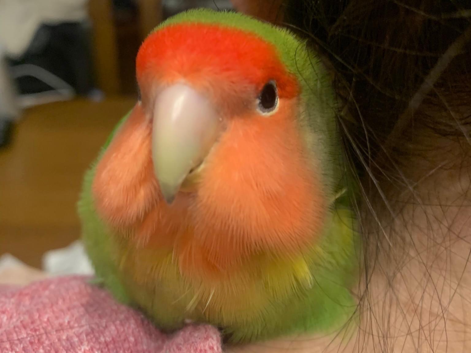 ウメちゃん ウメちゃん