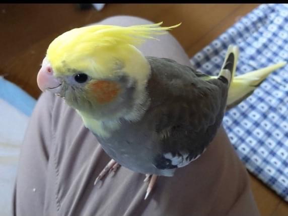 ハリーちゃん ハリーちゃん