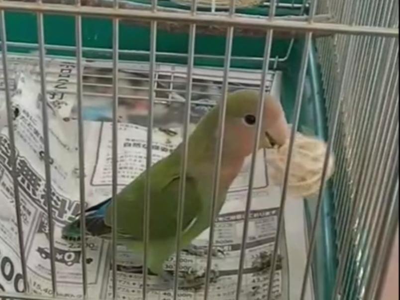 よもぎちゃん よもぎちゃん