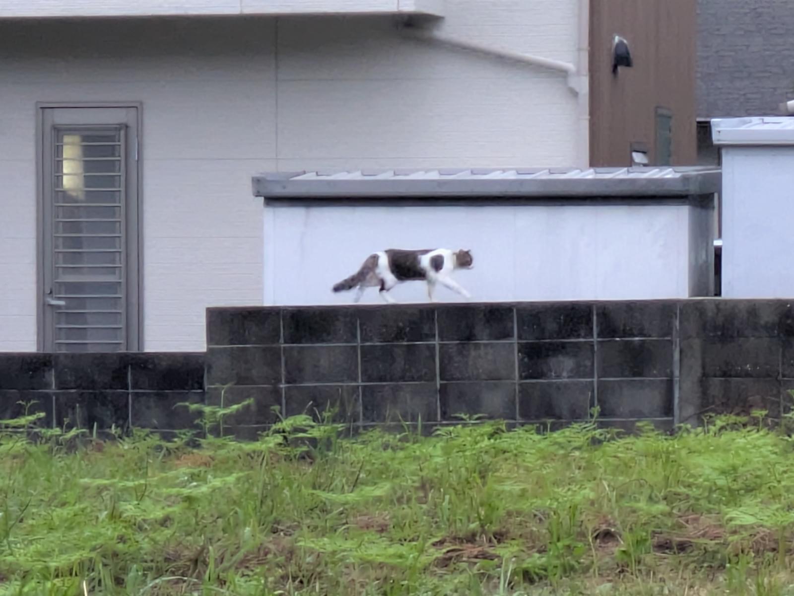 目撃された猫