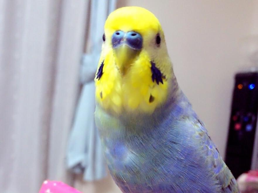 きーちゃん きーちゃん