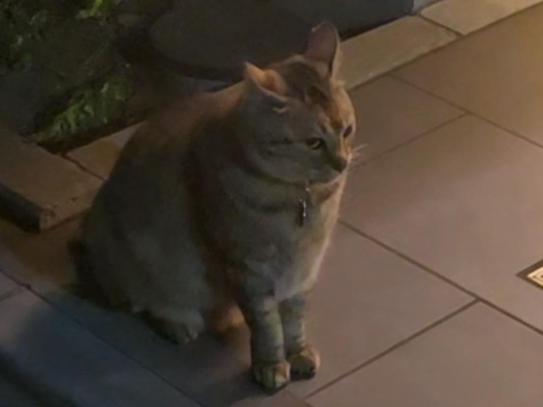 目撃された猫