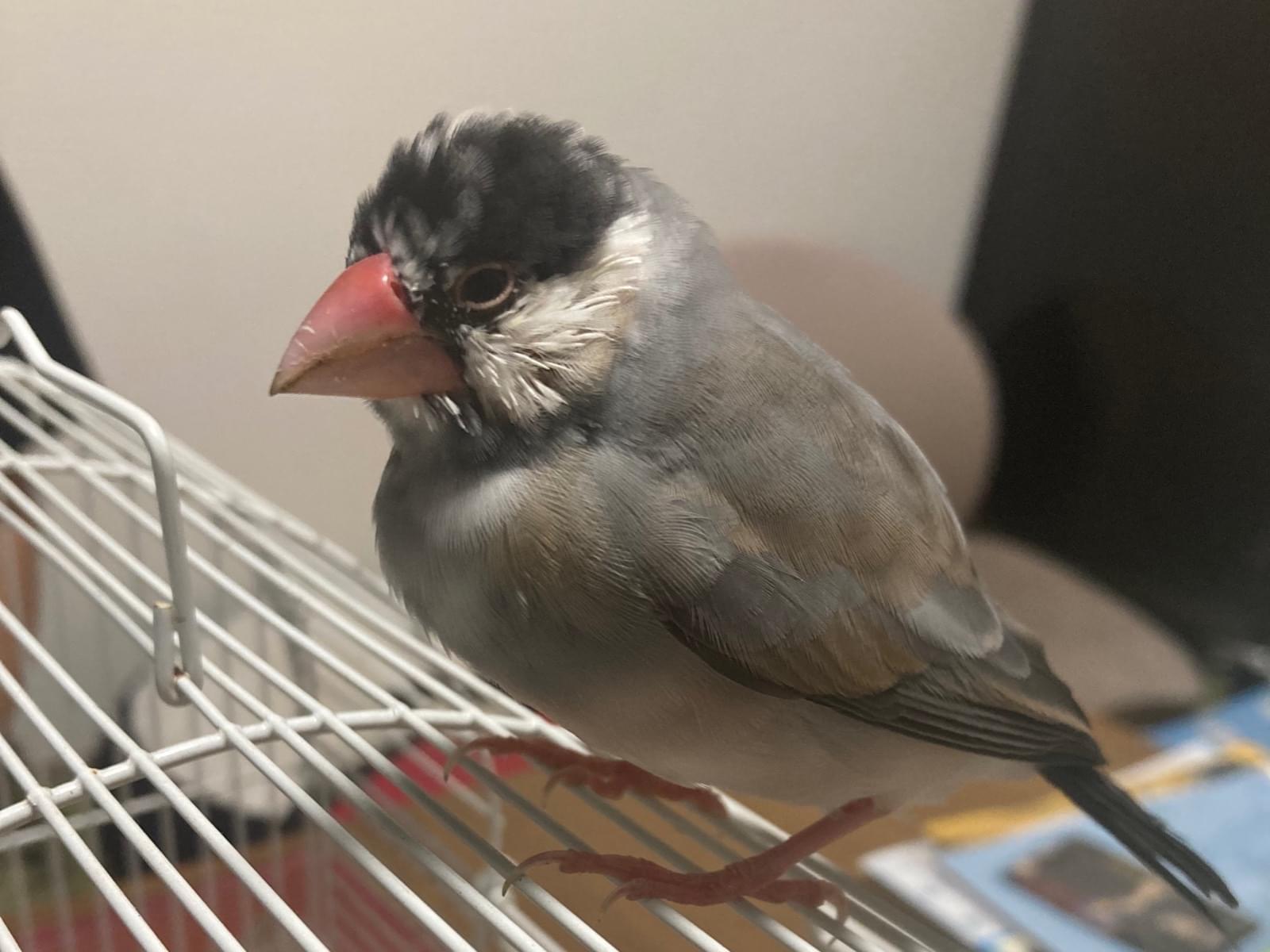 保護された鳥 保護された鳥