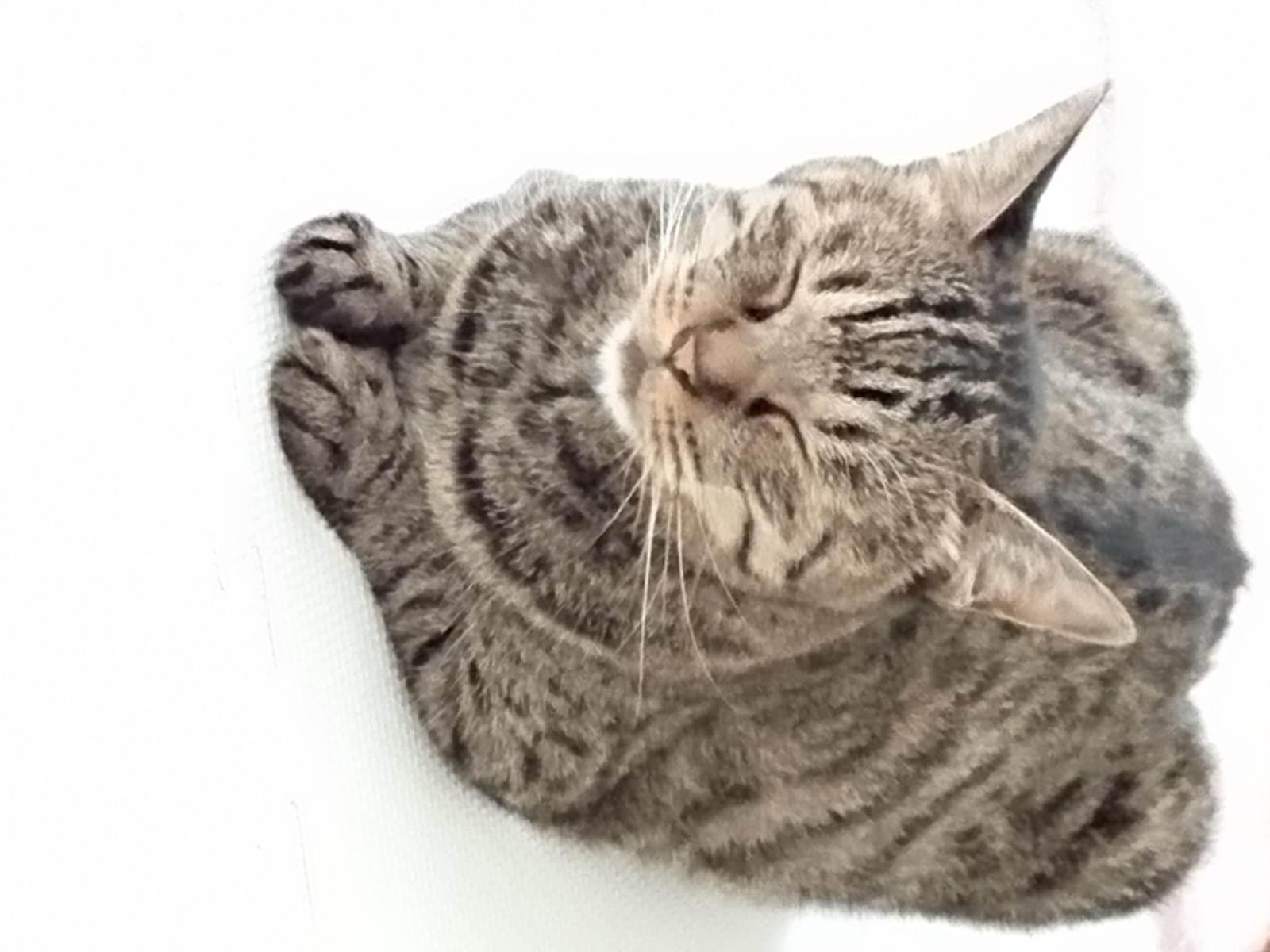 びびちゃん びびちゃん