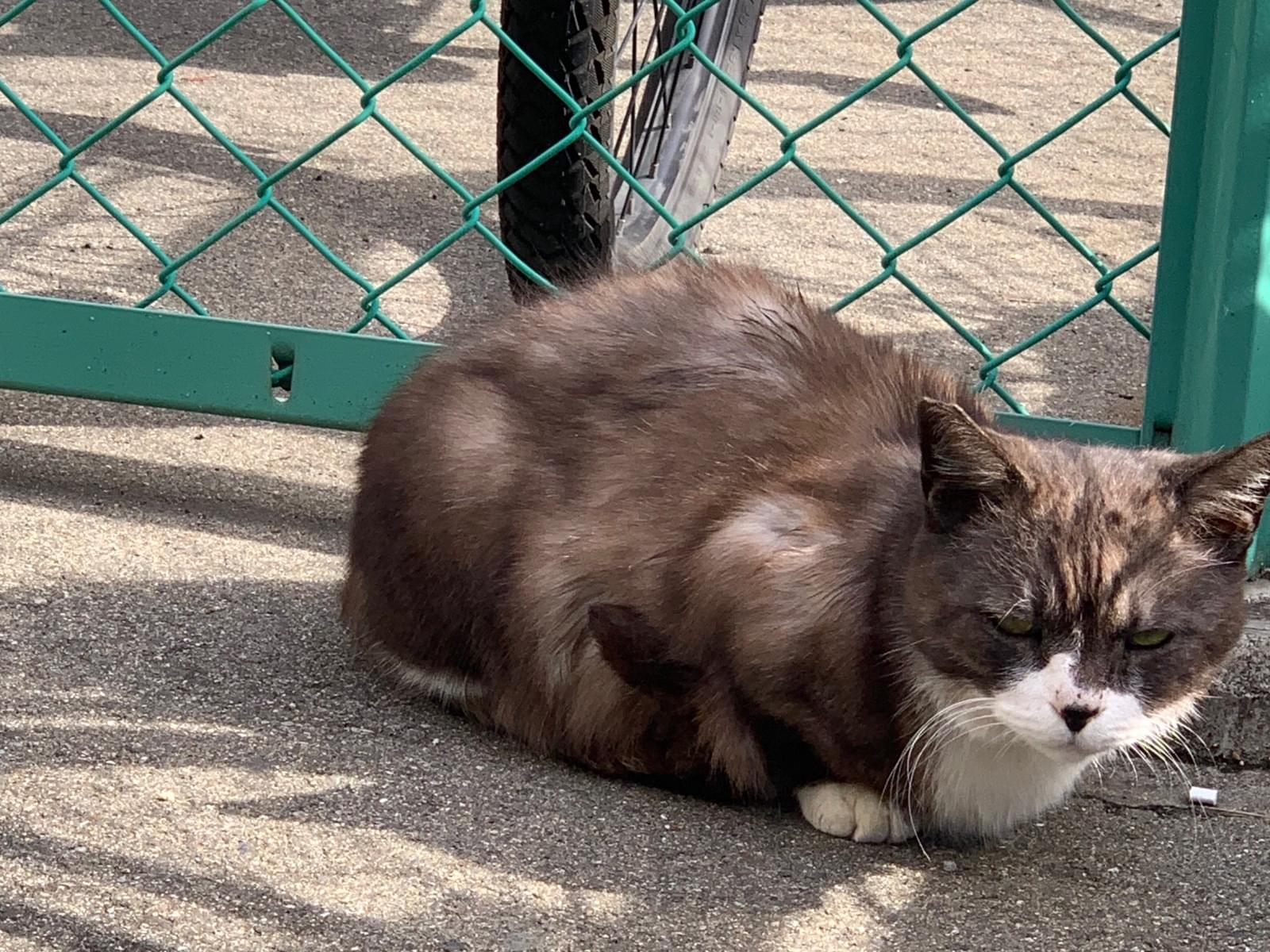 目撃された猫 目撃された猫