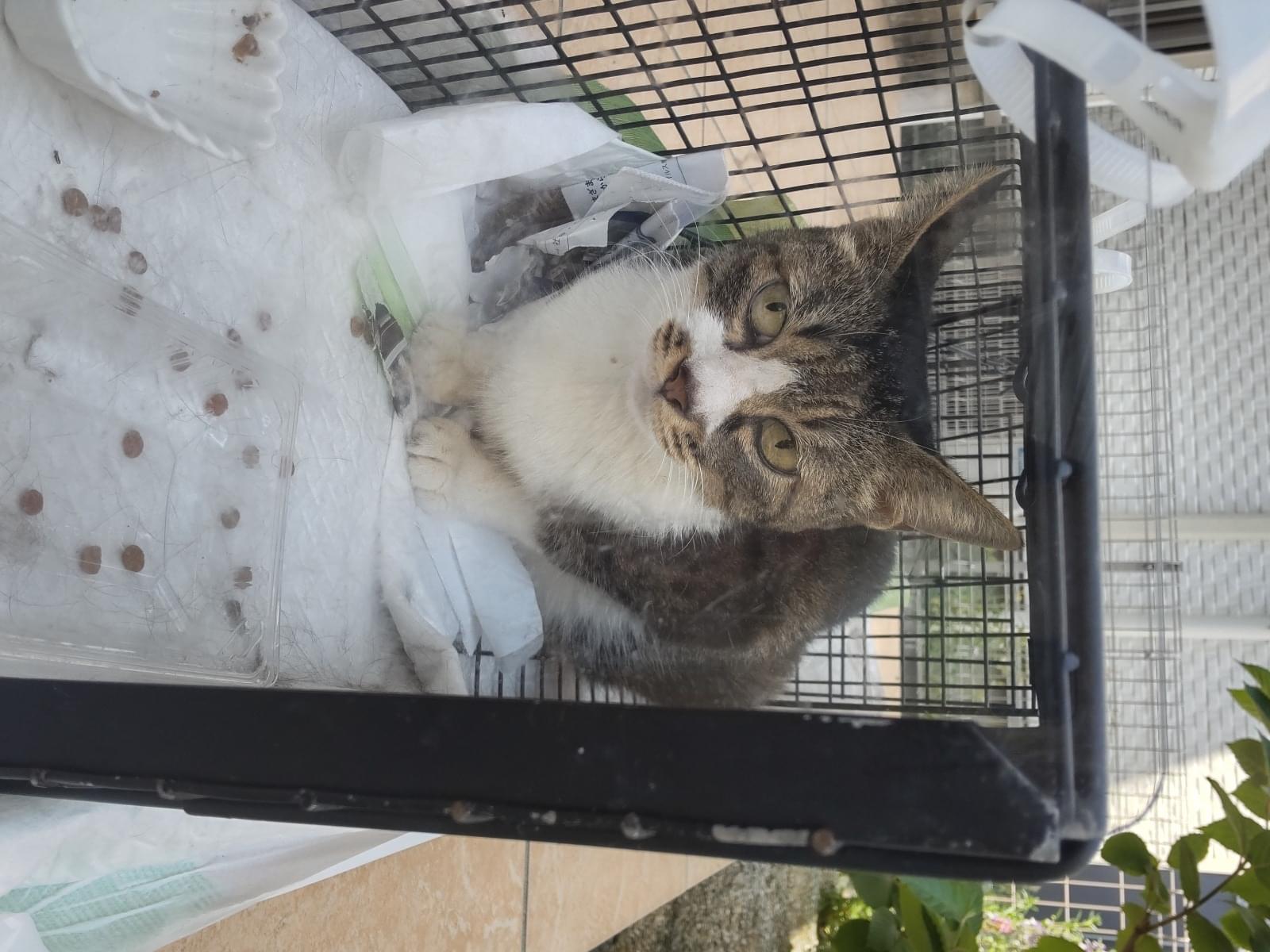 目撃された猫 目撃された猫