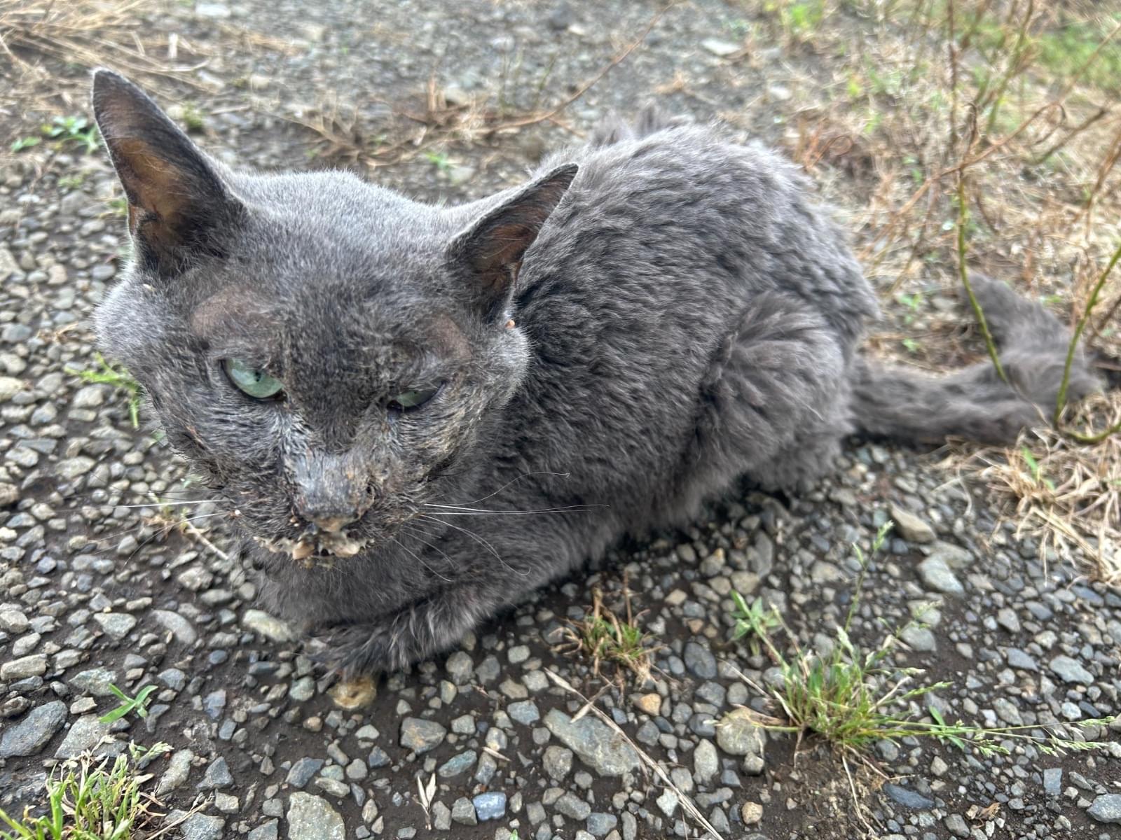 目撃された猫 目撃された猫