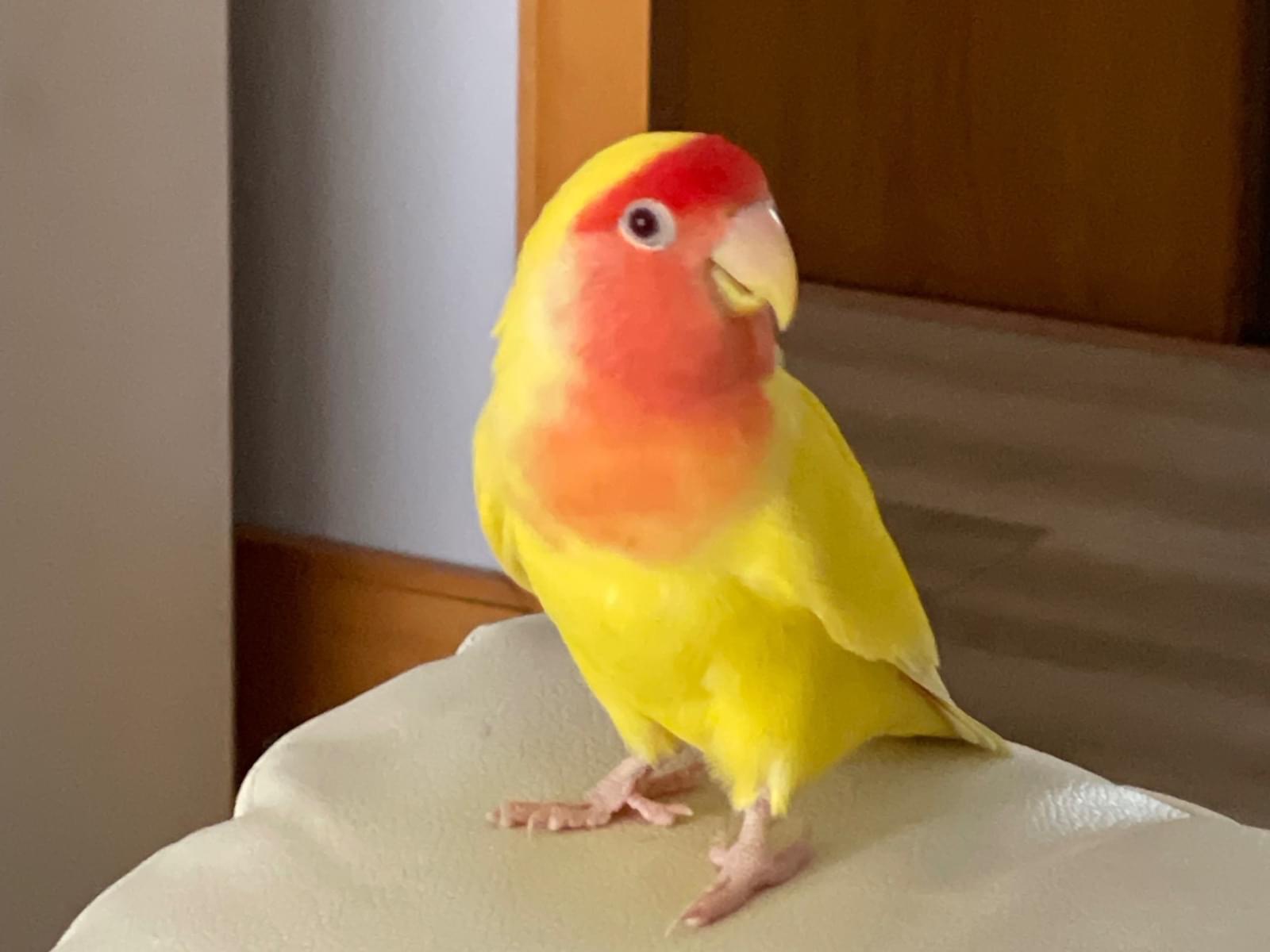 モモちゃん
