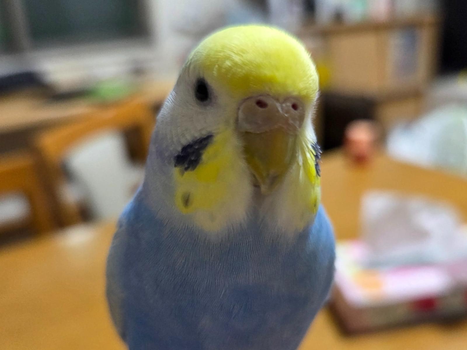 ぴーちゃん ぴーちゃん