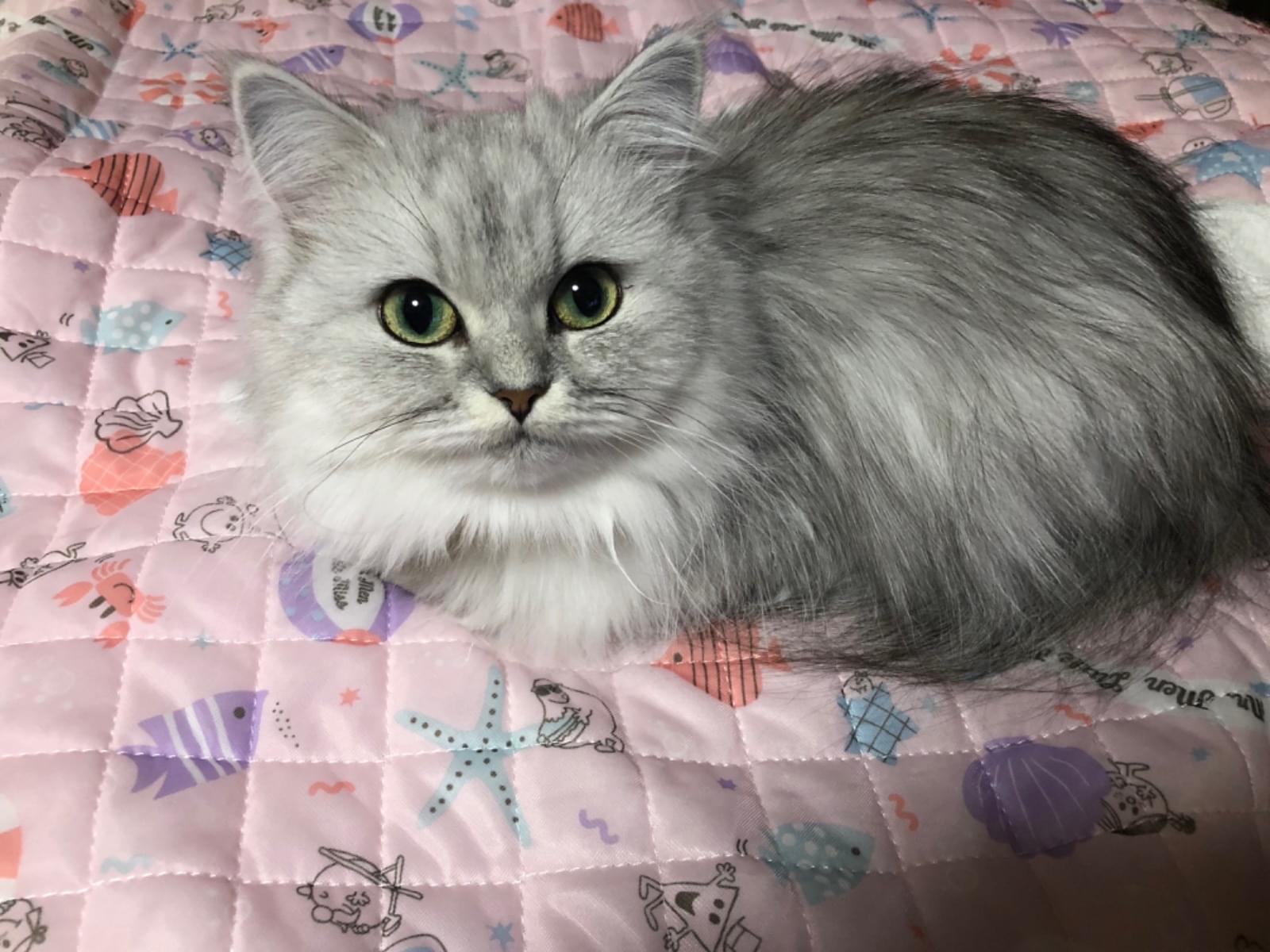 愛沙ちゃん 愛沙ちゃん