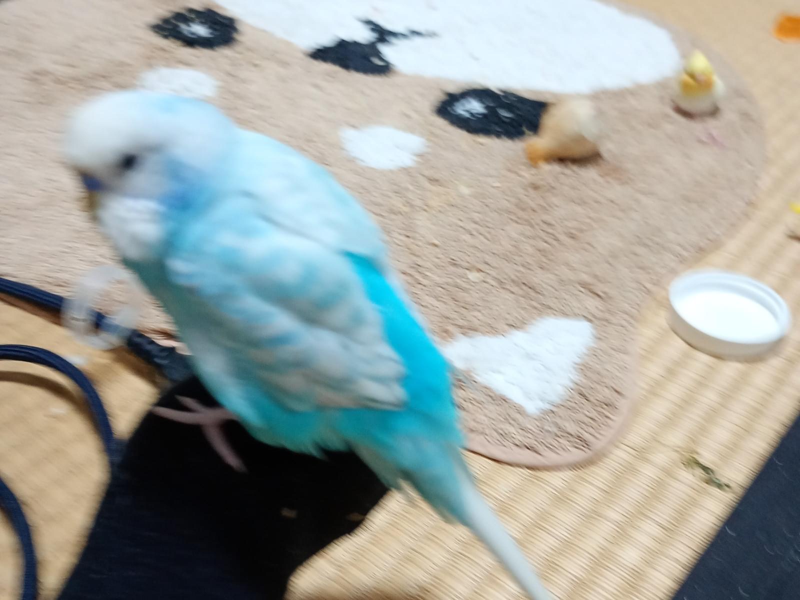 オーちゃん オーちゃん