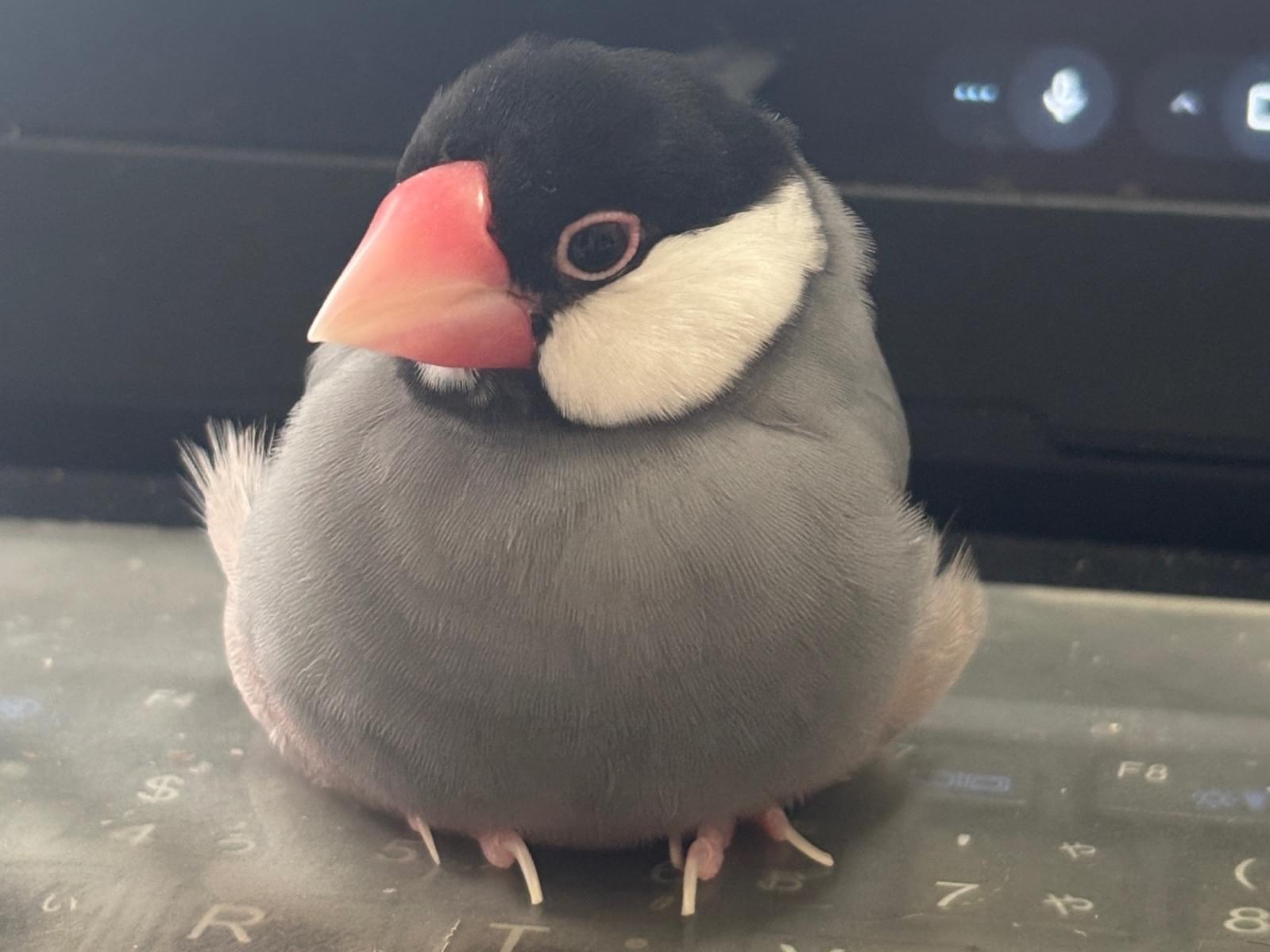 ごまちゃん ごまちゃん