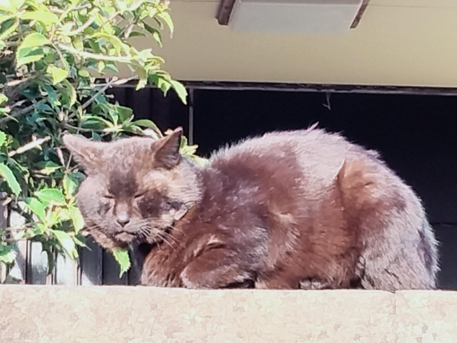 目撃された猫 目撃された猫