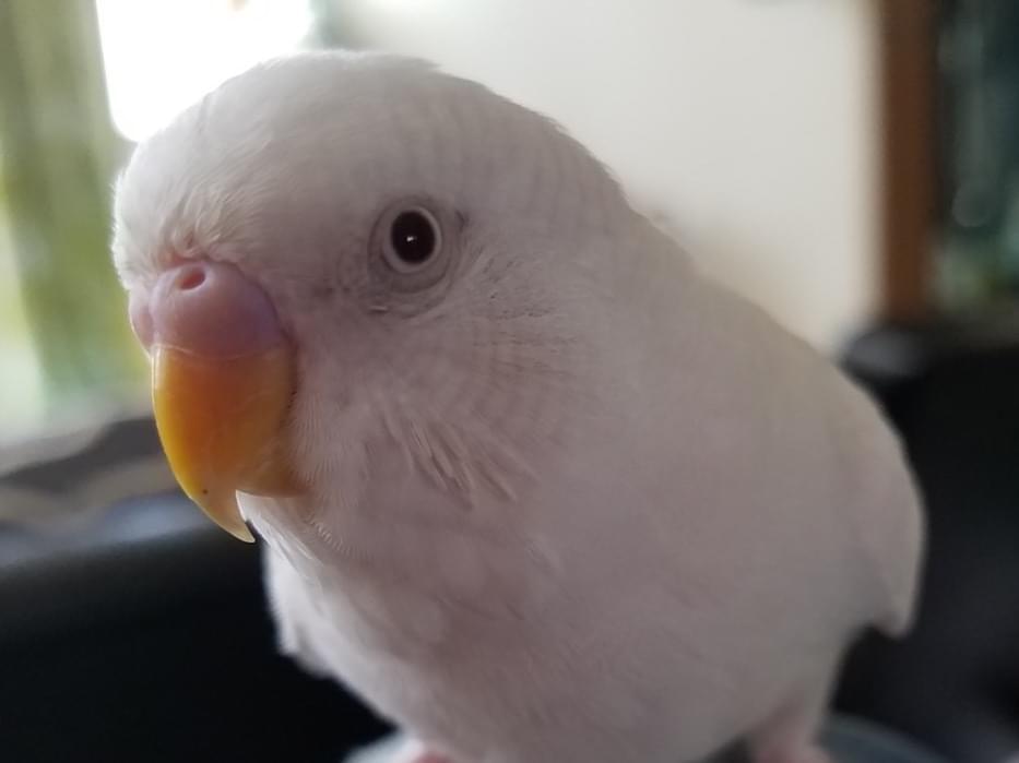 バニラちゃん バニラちゃん