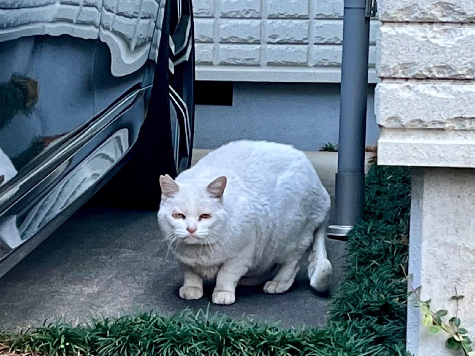 目撃された猫 目撃された猫