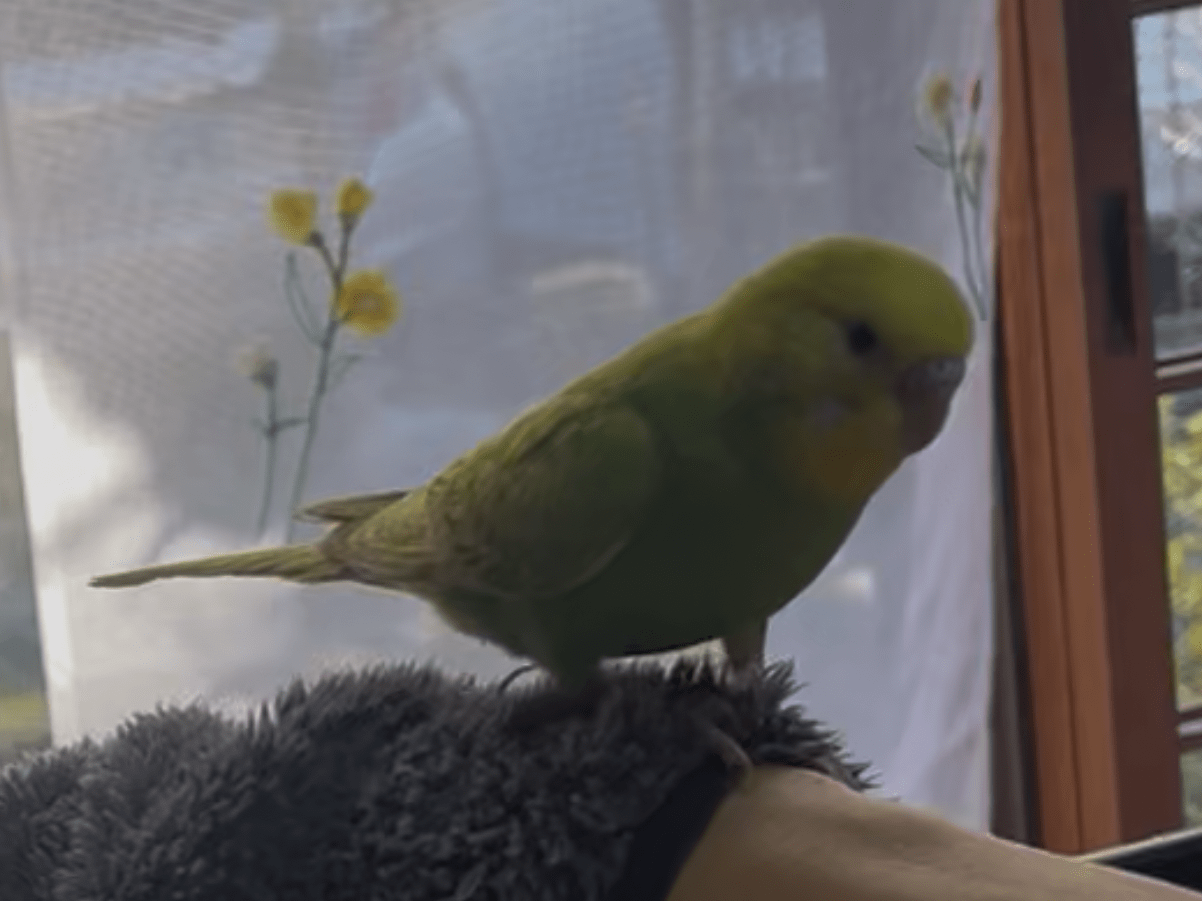 あおちゃん