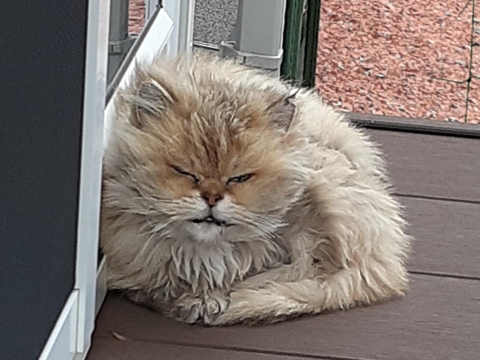 目撃された猫 目撃された猫